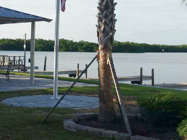 New Trees at Gulf to Bay<br> Photo by Don Pease -  Slide  13